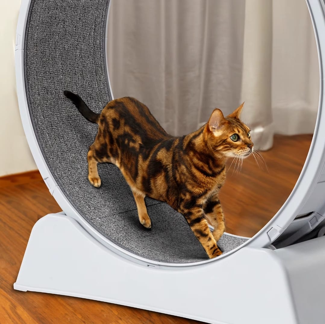 Carpeted Cat Treadmill Wheel (31") - Fun Indoor Fitness for Weight-Controlled Cats